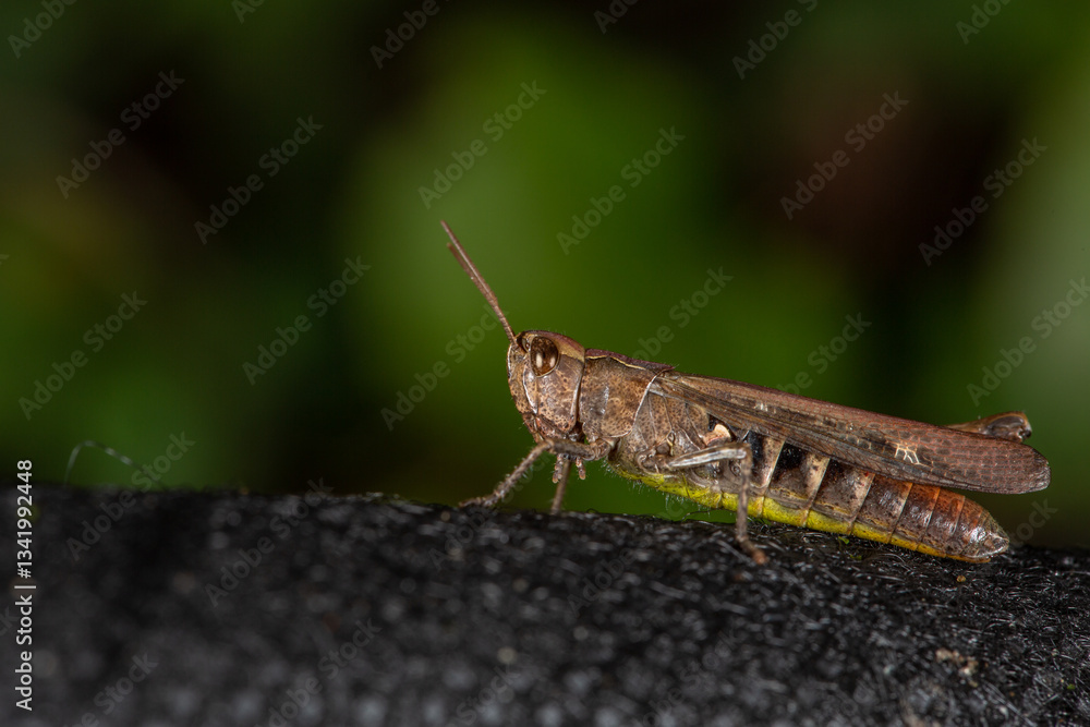 A grasshopper rests on textured bark, its brown body blending with the earthy tones. Its antennae stand tall, sensing the surroundings. The detailed macro shot highlights its intricate exoskeleton. A grasshopper rests on textured bark, its brown body blending with the earthy tones. Its antennae stand tall, sensing the surroundings. The detailed macro shot highlights its intricate exoskeleton.