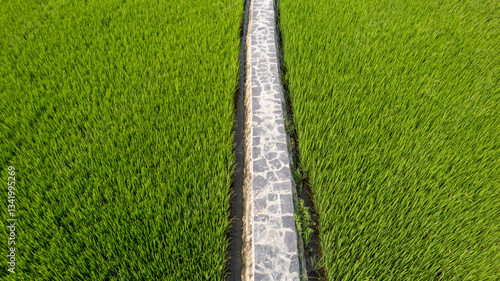 Foto Aerial view of lush green rice field pathway, agricultural growth, Earth Day, ec