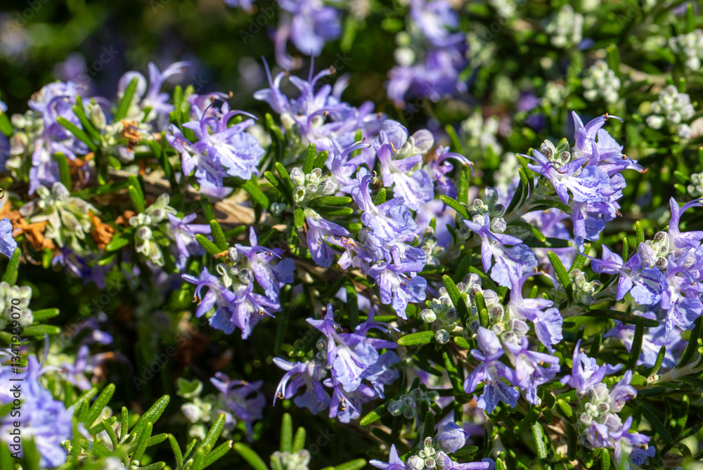 Blooming rosemary sprig. Fragrant purple flowers and green leaves.