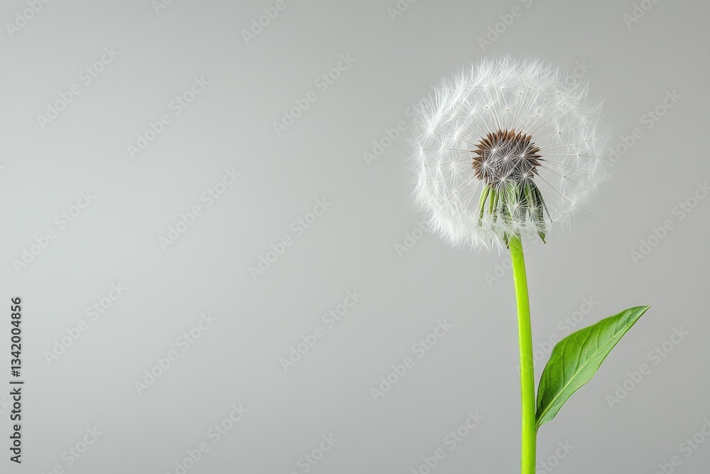 Fototapeta premium A single dandelion plant with a delicate fluffy seed head
