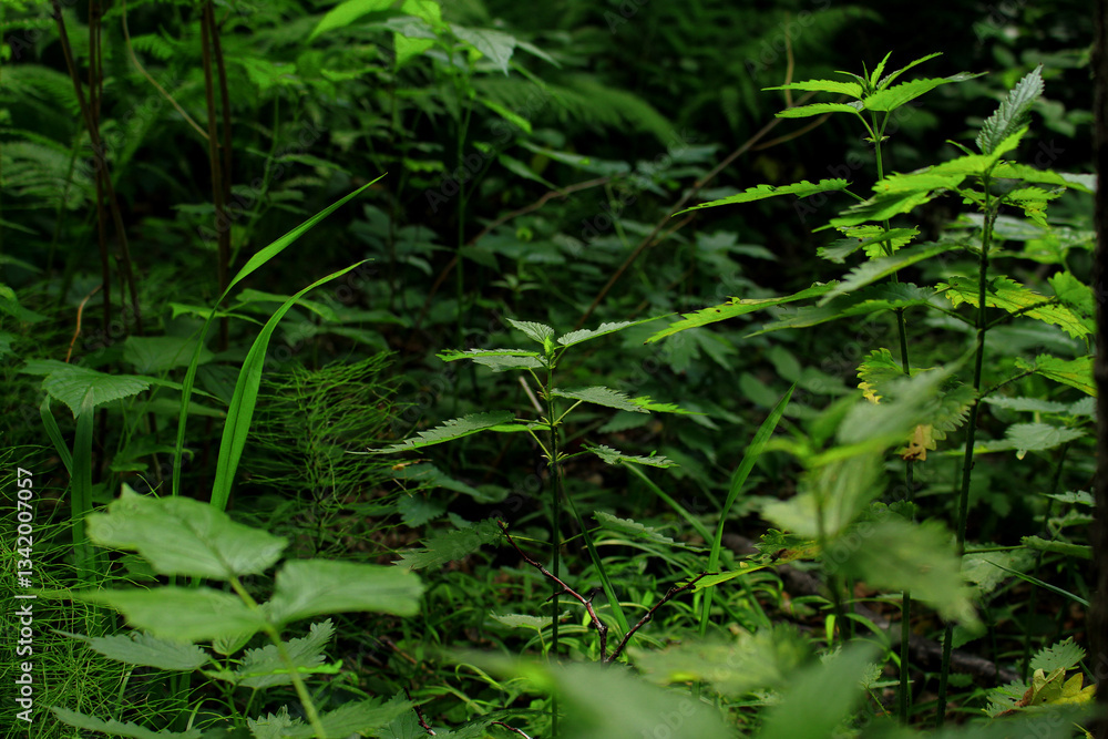 nettle leaves in a dark forest nettle leaves in a dark forest