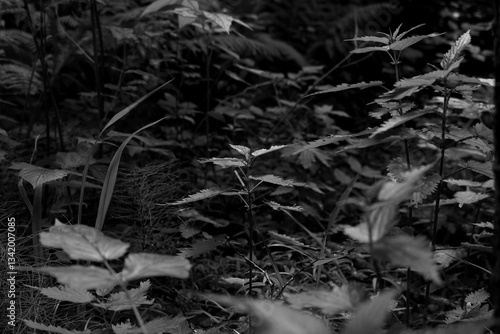Wallpaper Mural nettle leaves in a dark forest Torontodigital.ca
