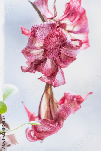 withered Amaryllis flower. Close-up of a faded amaryllis.