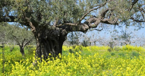 Secular olive tree and yellow blossom meadow in the spring breeze