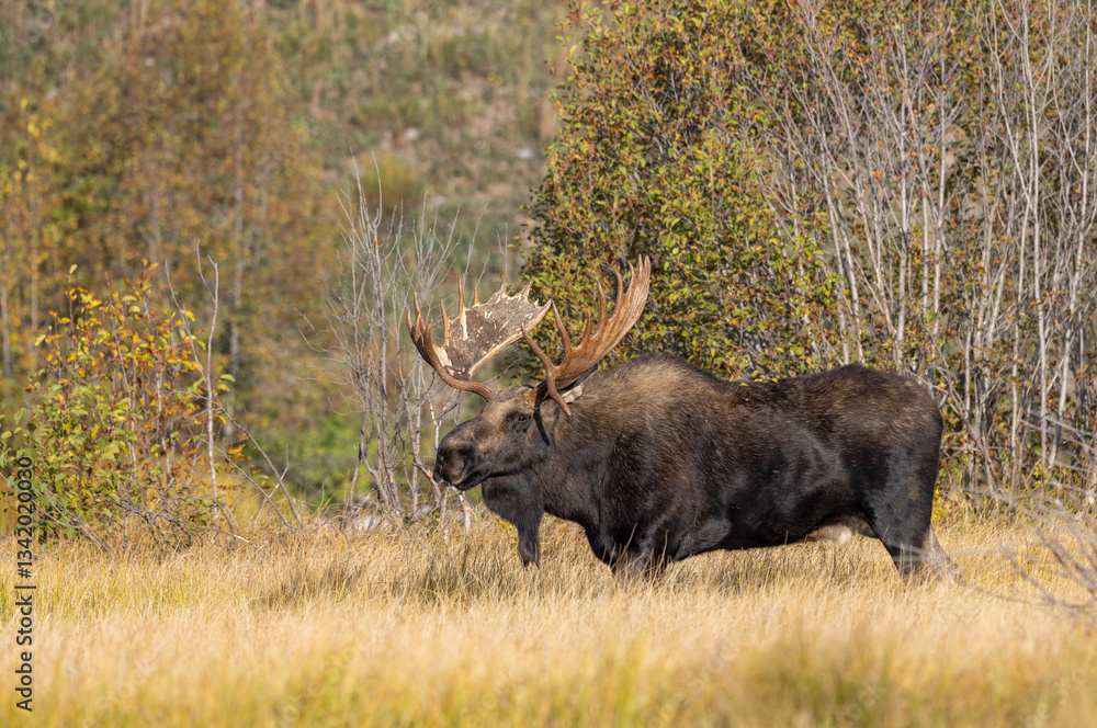 Bull Moose During the Rut in Grand Teton National Park Wyoming in Autumn Bull Moose During the Rut in Grand Teton National Park Wyoming in Autumn