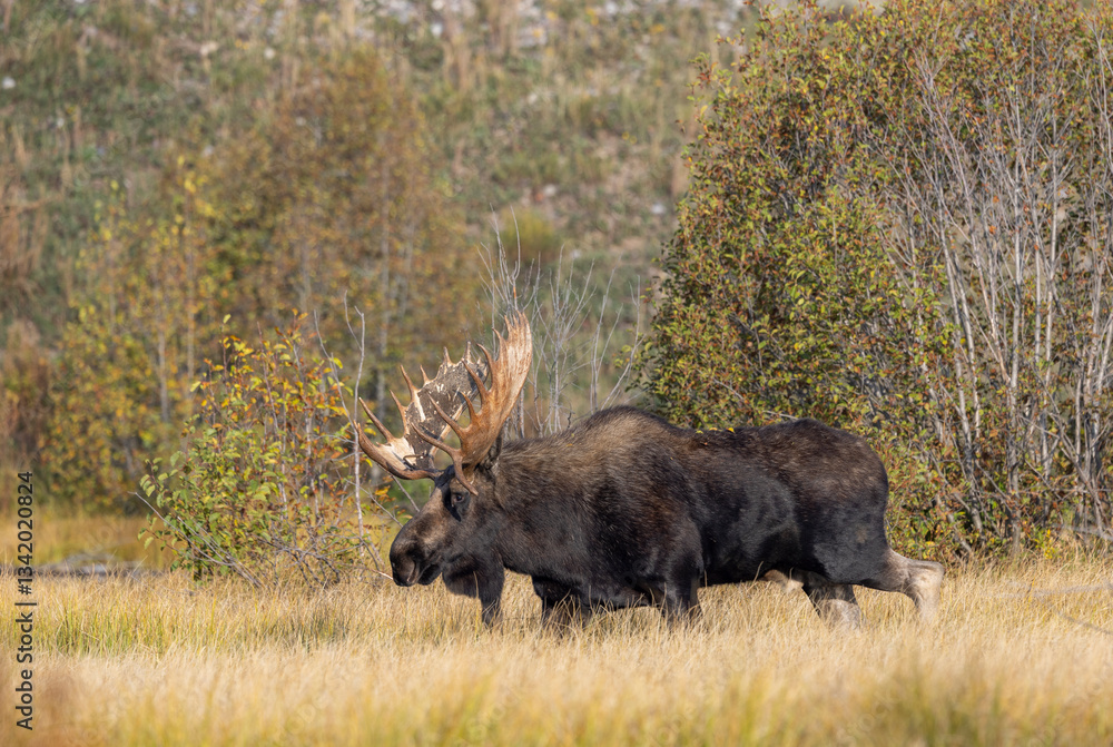 Bull Moose During the Rut in Grand Teton National Park Wyoming in Autumn Bull Moose During the Rut in Grand Teton National Park Wyoming in Autumn