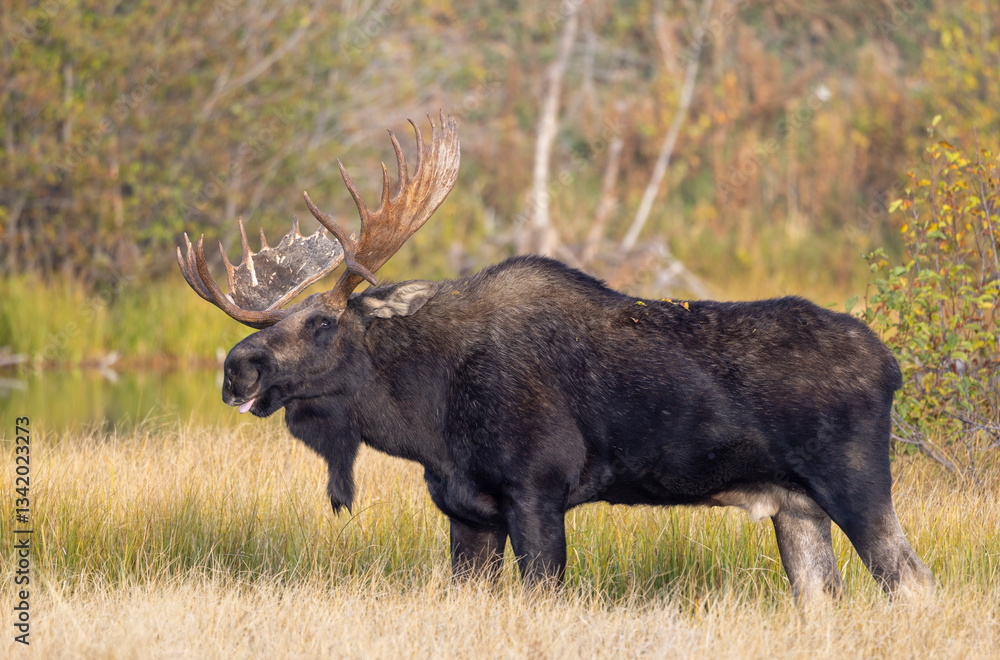 Bull Moose During the Rut in Grand Teton National Park Wyoming in Autumn Bull Moose During the Rut in Grand Teton National Park Wyoming in Autumn