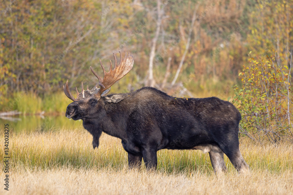 Bull Moose During the Rut in Grand Teton National Park Wyoming in Autumn Bull Moose During the Rut in Grand Teton National Park Wyoming in Autumn