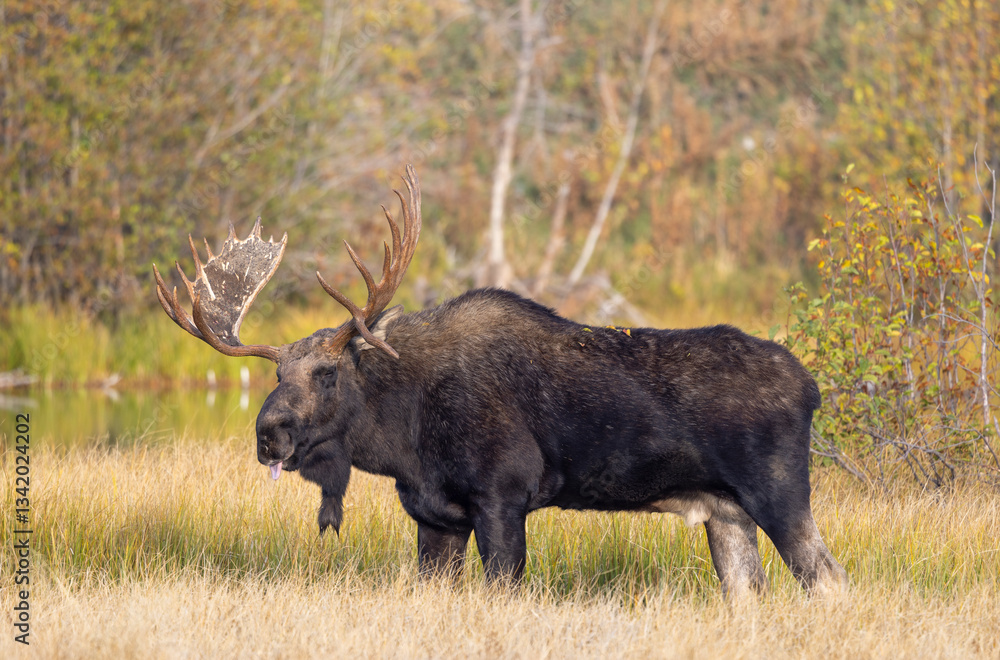 Bull Moose During the Rut in Grand Teton National Park Wyoming in Autumn Bull Moose During the Rut in Grand Teton National Park Wyoming in Autumn