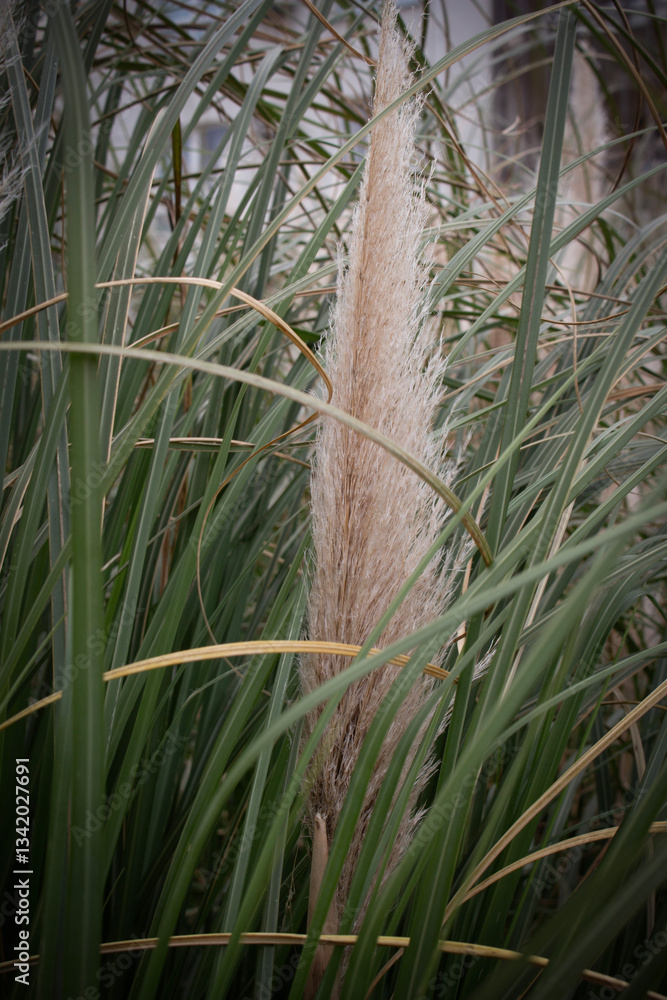Fototapeta premium reeds against the sky