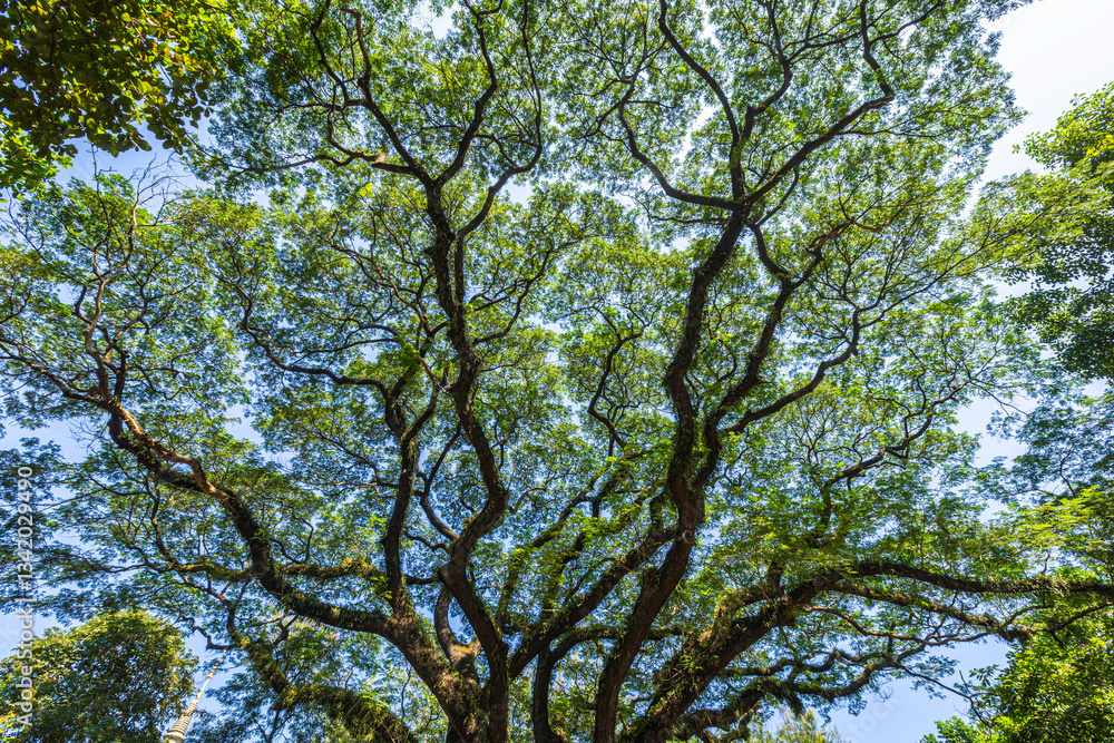 beautiful green leaves branch shining silhouette of big tree with the sun rays and blue sky background.