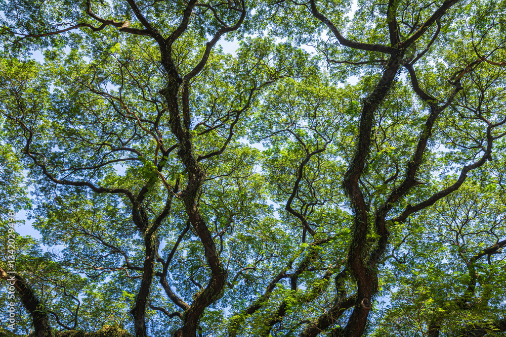 beautiful green leaves branch shining silhouette of big tree with the sun rays and blue sky background.