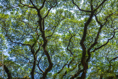 Obraz na płótnie beautiful green leaves branch shining silhouette of big tree with the sun rays and blue sky background. w salonie