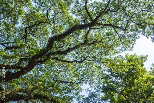 beautiful green leaves branch shining  silhouette of big tree with the sun rays and blue sky background.
