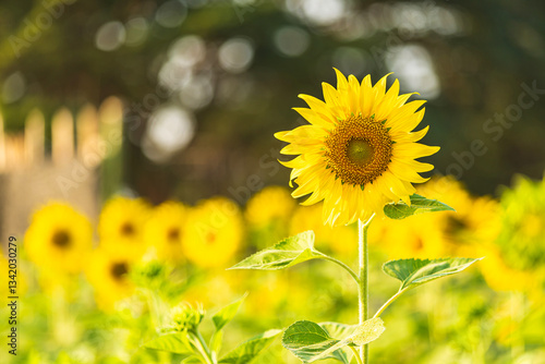 Golden Sunflowers field at blooming farm agricultural Summer sunset and blue sky background texture with white clouds in Thailand