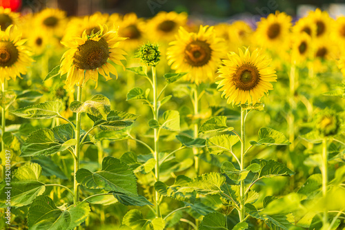 Obraz na płótnie Golden Sunflowers field at blooming farm agricultural Summer sunset and blue sky background texture with white clouds in Thailand w salonie