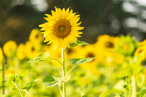 Golden Sunflowers field at blooming farm agricultural Summer sunset and blue sky background texture with white clouds in Thailand