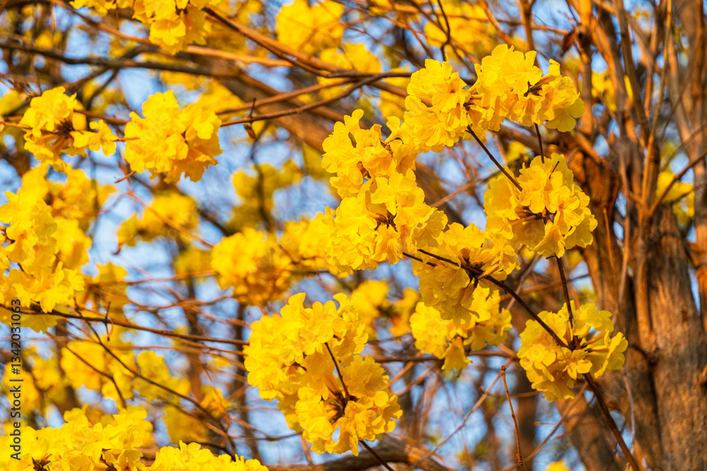 Beautiful blooming Yellow Golden Tabebuia Chrysotricha flowers of the Yellow Trumpet that are blooming with the park in spring day in the garden and sunset sky background in Thailand.