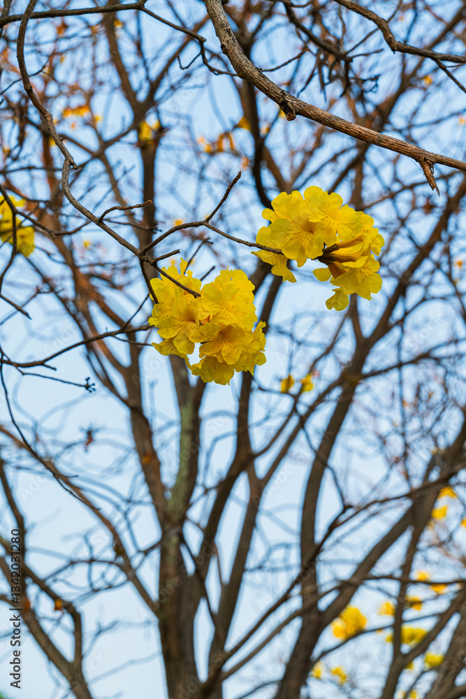 Beautiful blooming Yellow Golden Tabebuia Chrysotricha flowers of the Yellow Trumpet that are blooming with the park in spring day in the garden and sunset sky background in Thailand.