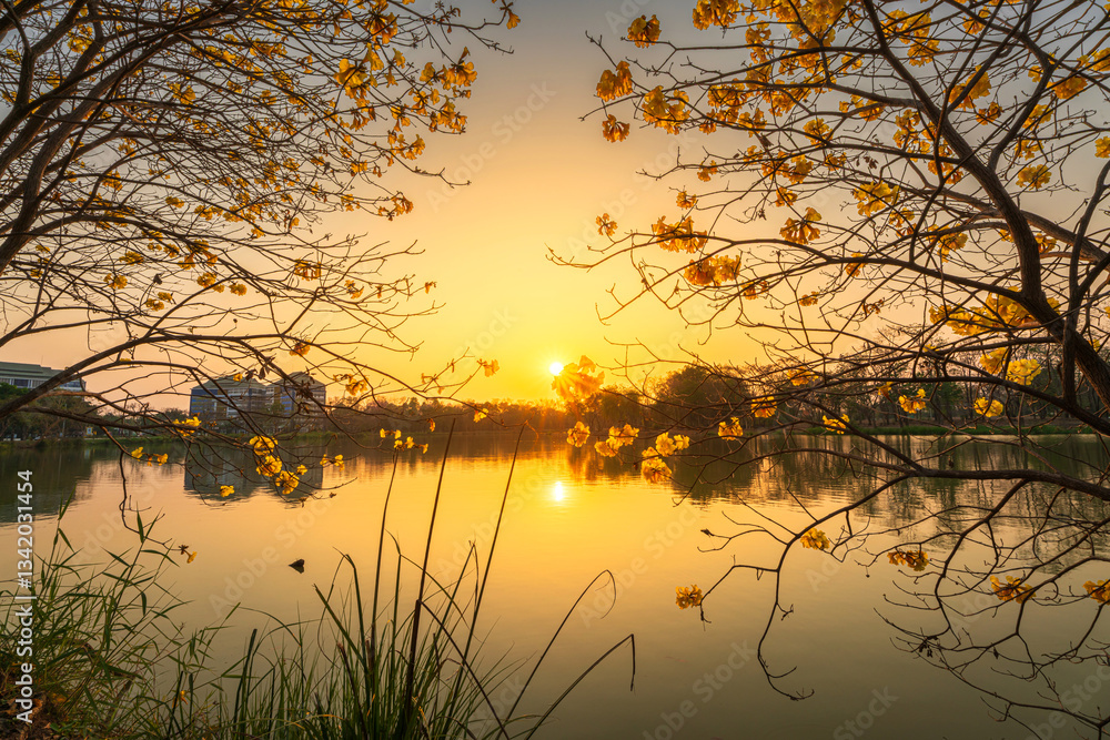 landscape view Beautiful blooming Yellow Golden Tabebuia Chrysotricha flowers with the park in spring day of the reservoir with cloudy blue sunset sky the forest summer naturel background.
