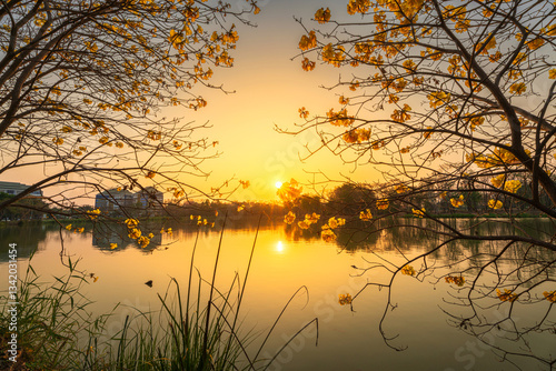 landscape view Beautiful blooming Yellow Golden Tabebuia Chrysotricha flowers with the park in spring day of the reservoir with cloudy blue sunset sky the forest summer naturel background.