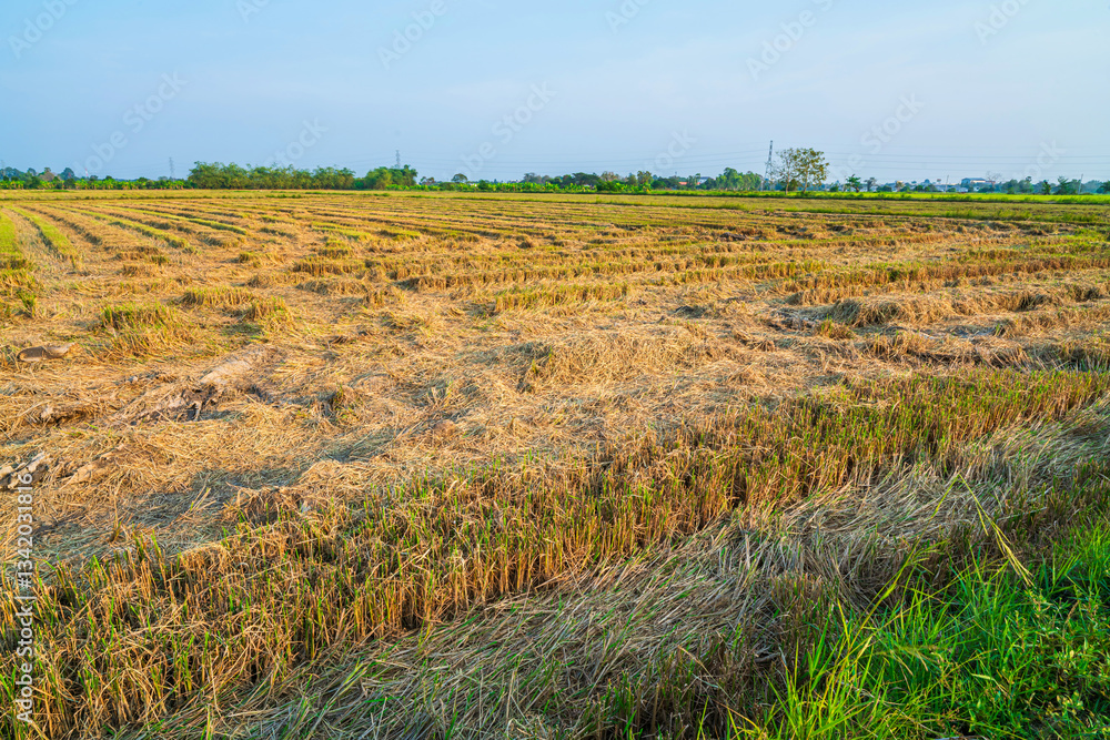 Beautiful golden ear of Thai jasmine rice plant on organic rice field in Asia country agriculture harvest with sunset sky background.