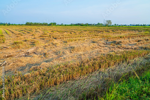 Obraz na płótnie Beautiful golden ear of Thai jasmine rice plant on organic rice field in Asia country agriculture harvest with sunset sky background. w salonie