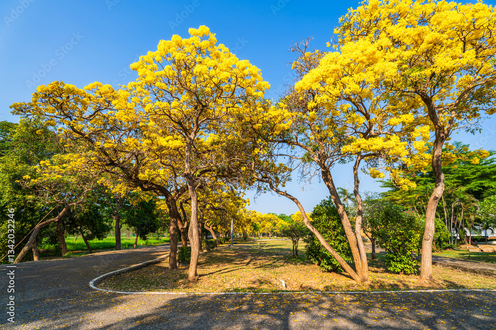 Beautiful blooming Yellow Golden trumpet tree or Tabebuia aurea roadside of the Yellow that are blooming with the park in spring day in the garden and sunset sky background in Thailand.