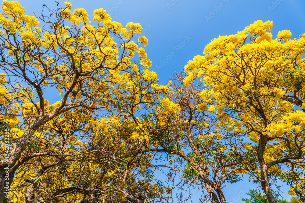Wooden branches blooming Yellow Golden trumpet tree or Tabebuia are blooming with the park in spring day in the garden and sunset blue sky cloud background in Thailand.