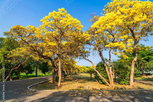 Obraz na płótnie Beautiful blooming Yellow Golden trumpet tree or Tabebuia aurea roadside of the Yellow that are blooming with the park in spring day in the garden and sunset sky background in Thailand. w salonie