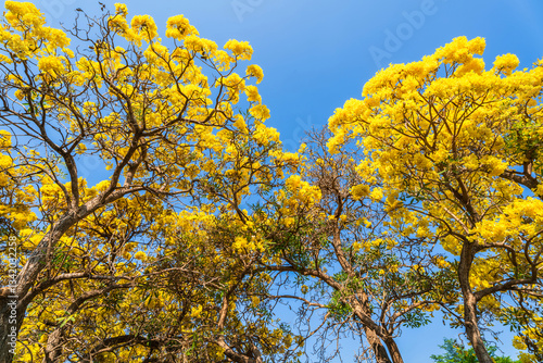 Obraz na płótnie Wooden branches blooming Yellow Golden trumpet tree or Tabebuia are blooming with the park in spring day in the garden and sunset blue sky cloud background in Thailand. w salonie