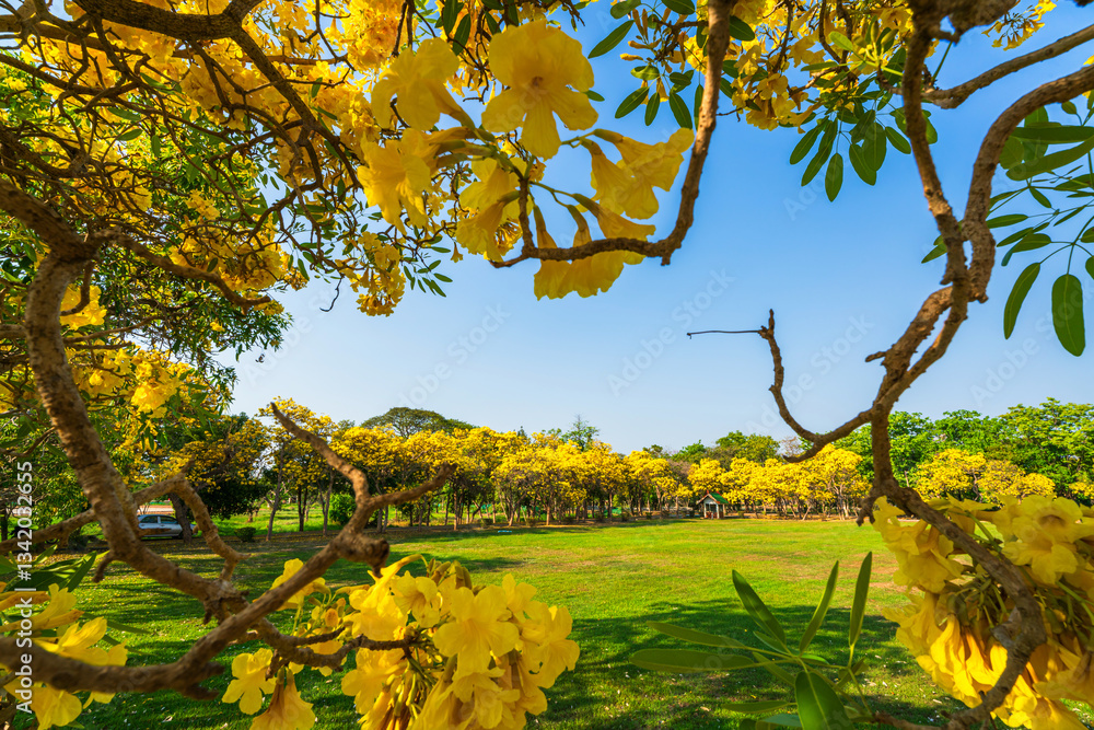 Wooden branches blooming Yellow Golden trumpet tree or Tabebuia are blooming with the park in spring day in the garden and sunset blue sky cloud background in Thailand.