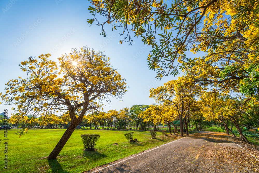 Beautiful blooming Yellow Golden trumpet tree or Tabebuia aurea roadside of the Yellow that are blooming with the park in spring day in the garden and sunset sky background in Thailand.