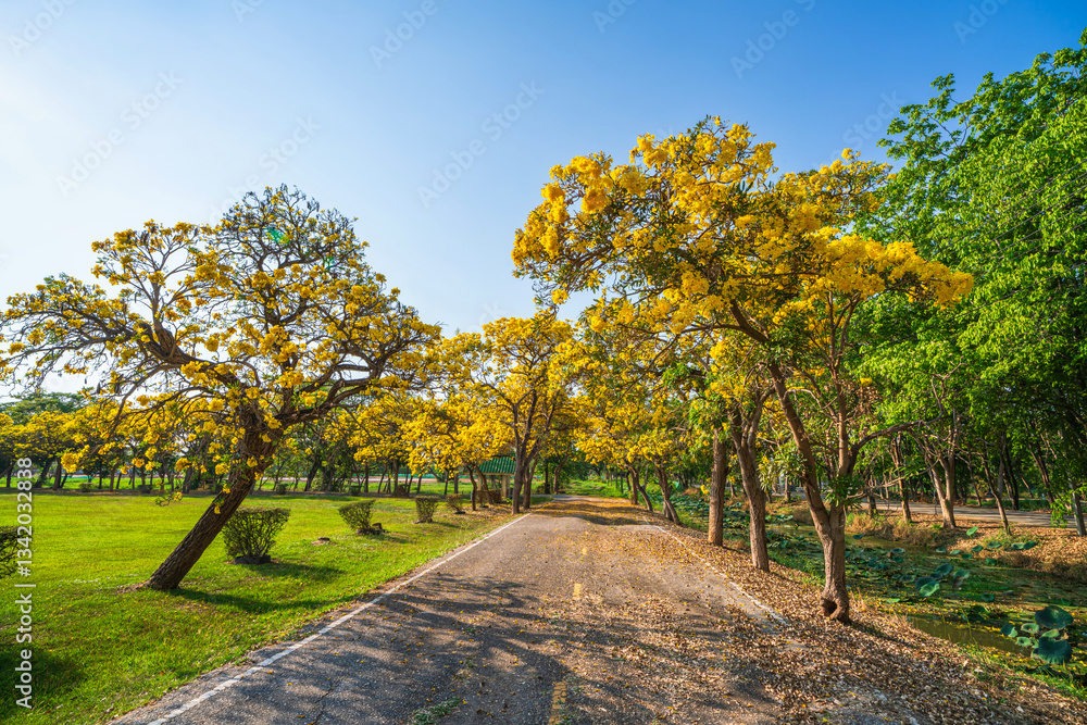 Beautiful blooming Yellow Golden trumpet tree or Tabebuia aurea roadside of the Yellow that are blooming with the park in spring day in the garden and sunset sky background in Thailand.