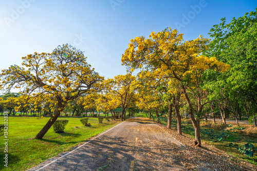 Obraz na płótnie Beautiful blooming Yellow Golden trumpet tree or Tabebuia aurea roadside of the Yellow that are blooming with the park in spring day in the garden and sunset sky background in Thailand. w salonie