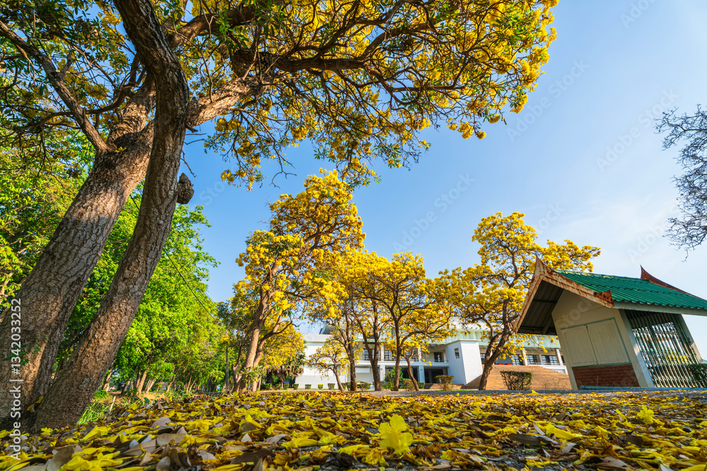 Beautiful blooming Yellow Golden trumpet tree or Tabebuia aurea roadside of the Yellow that are blooming with the park in spring day in the garden and sunset sky background in Thailand.