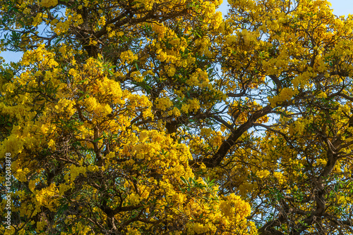 Obraz na płótnie Wooden branches blooming Yellow Golden trumpet tree or Tabebuia are blooming with the park in spring day in the garden and sunset blue sky cloud background in Thailand. w salonie