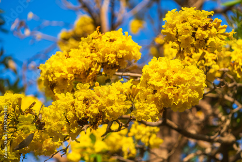 Wooden branches blooming Yellow Golden trumpet tree or Tabebuia are blooming with the park in spring day in the garden and sunset blue sky cloud background in Thailand.