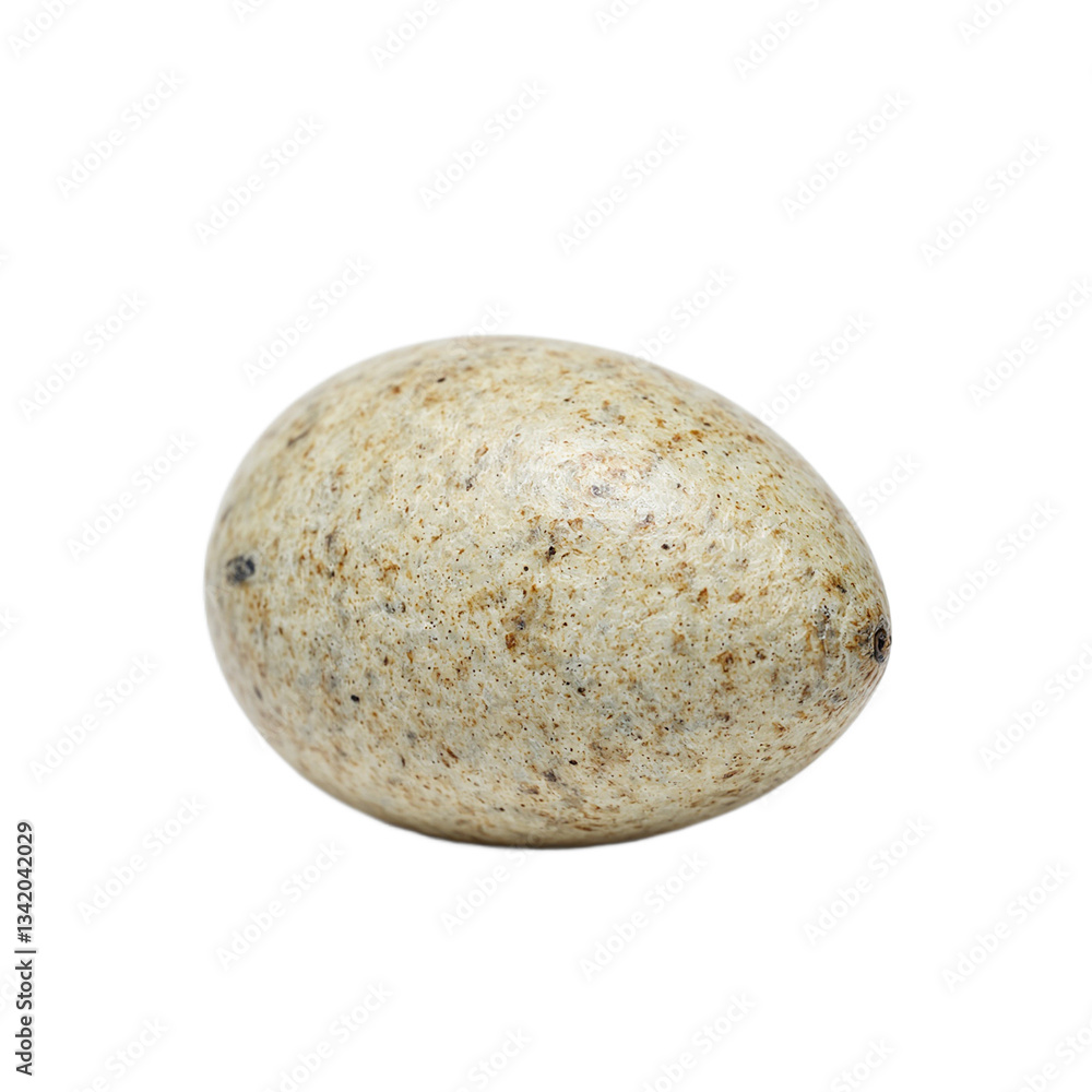 Fototapeta premium Close up of a single turtle egg showcasing its unique round shape and leathery texture Perfect for nature or wildlife concepts