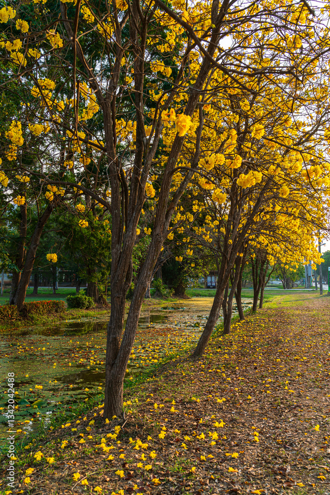 Beautiful blooming Yellow Golden Tabebuia Chrysotricha flowers of the Yellow Trumpet that are blooming with the park in spring day in the garden and sunset sky background in Thailand.