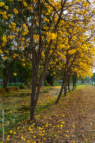 Obraz na płótnie Beautiful blooming Yellow Golden Tabebuia Chrysotricha flowers of the Yellow Trumpet that are blooming with the park in spring day in the garden and sunset sky background in Thailand. w salonie