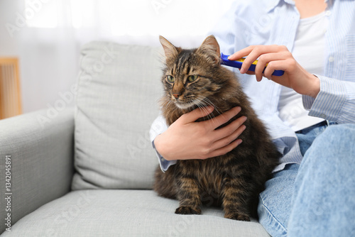 Wallpaper Mural Young woman brushing fluffy cat at home, closeup Torontodigital.ca