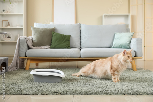 Fluffy maine coon cat stret...