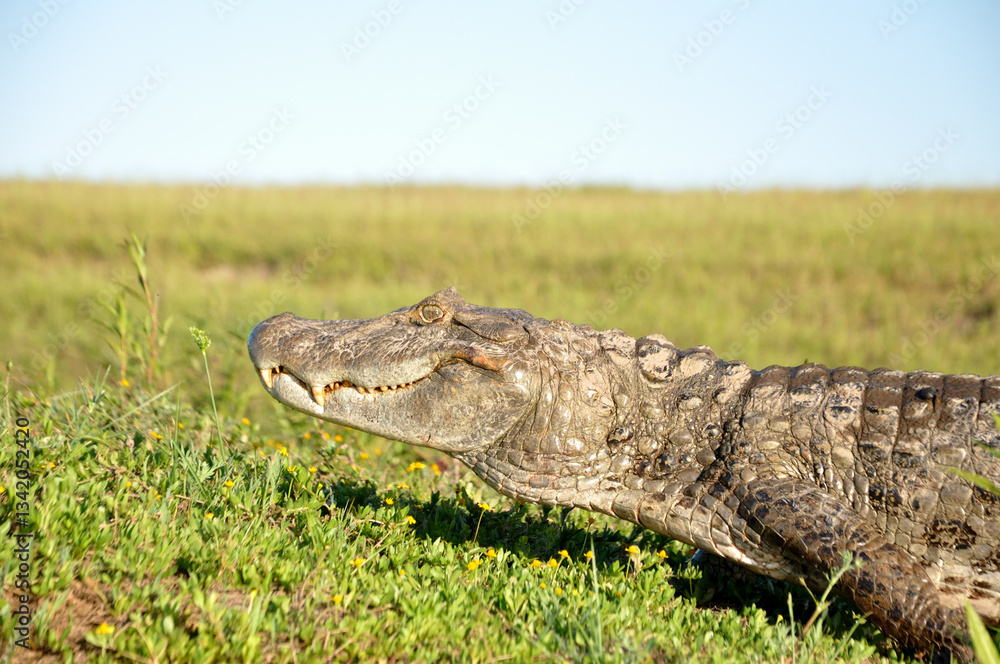Obraz premium yacare del Ibera