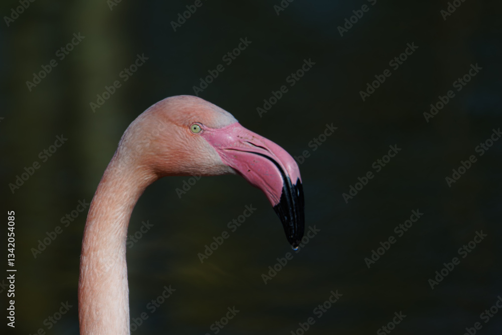 Fototapeta premium Big flamingo head, Phoenicopterus roseus. Beautiful pink colors