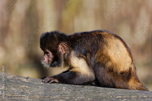 The golden-bellied capuchin (Sapajus xanthosternos), also known as the yellow-breasted or buff-headed capuchin, is a species of New World or neotropical monkey.