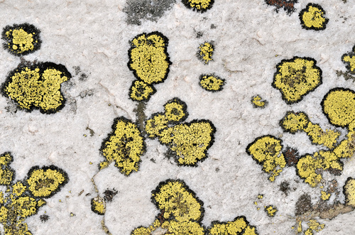 Macro map lichen (Rhizocarpon geographicum) on rock in french Alps