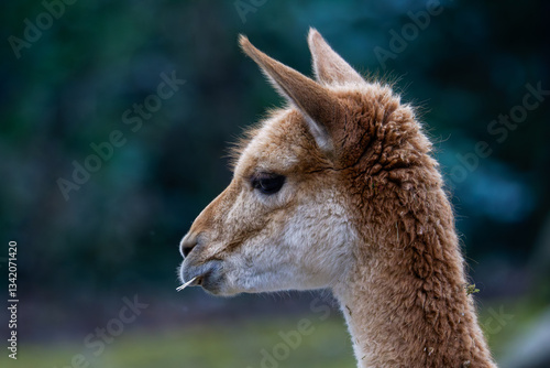Close-up Portrait of a Vicuña. Close-up of a vicuña with a blurred natural background.
