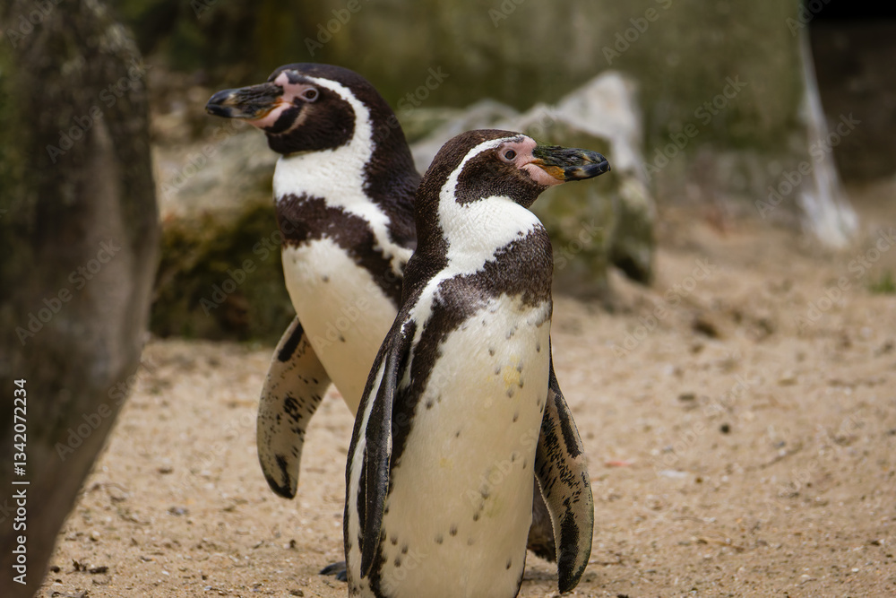 Fototapeta premium Two Penguins on Sandy Ground. Two penguins, Spheniscus humboldti standing on sandy ground with rocks in the background.