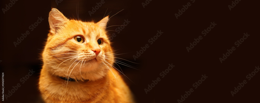 A curious orange tabby cat peeks into the frame against a bold red background, its face isolated with wide eyes and perked ears. Banner for design with copy space